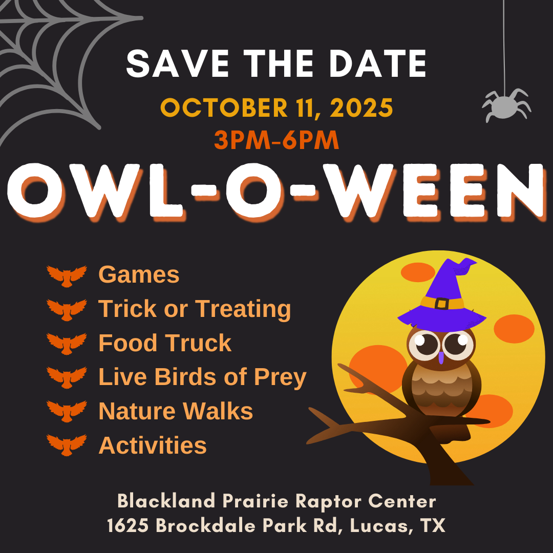 Owl-O-Ween - logo